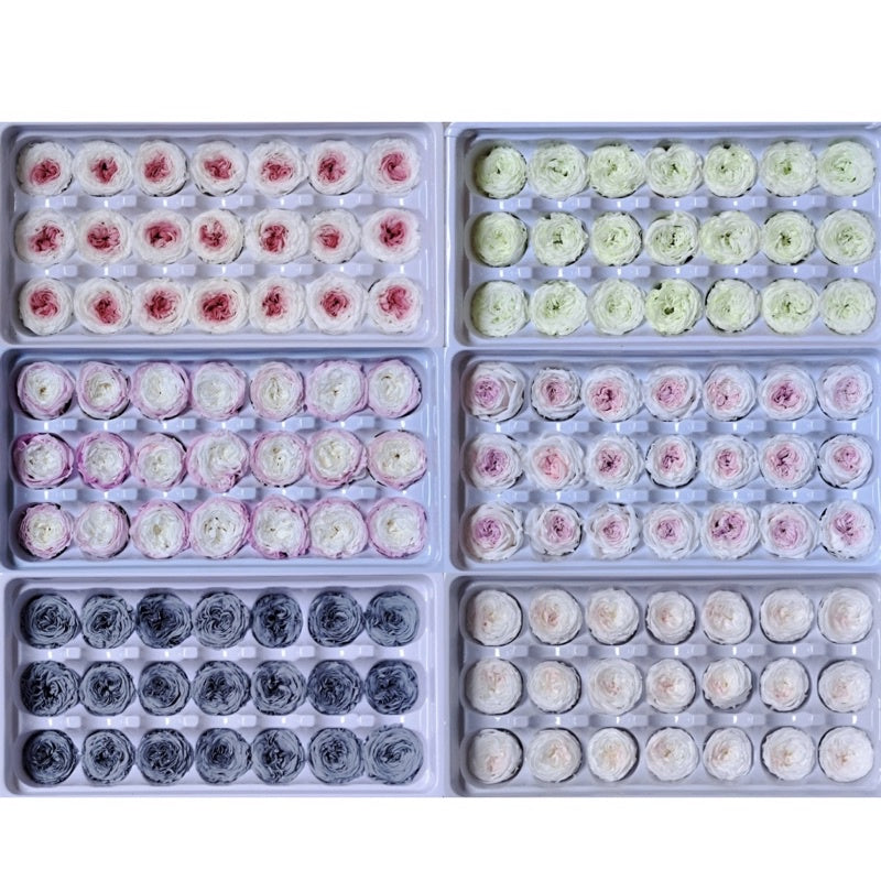 🇸🇬[SG Stock][Dream Garden]Grade A Preserved Austin Roses 2cm-3cm Preserved Flowers Home Decoration/DIY/Wedding/Dome
