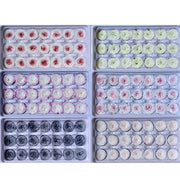 Grade A Preserved Austin Roses 2cm-3cm | DreamGarden SG