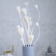 Dried Wild Fennel Dried Ammi Majus Dried Flowers | DreamGarden SG