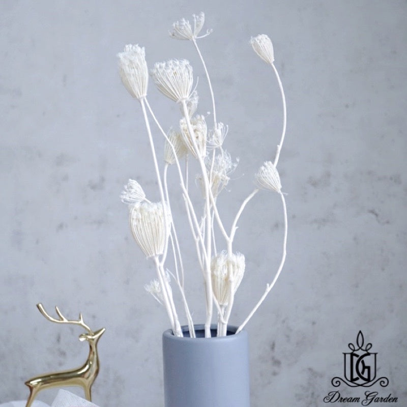 🇸🇬[SG Stock][Dream Garden]Dried Wild Fennel Dried Ammi Majus Dried Flowers Home Decoration/DIY/Wedding/Dome