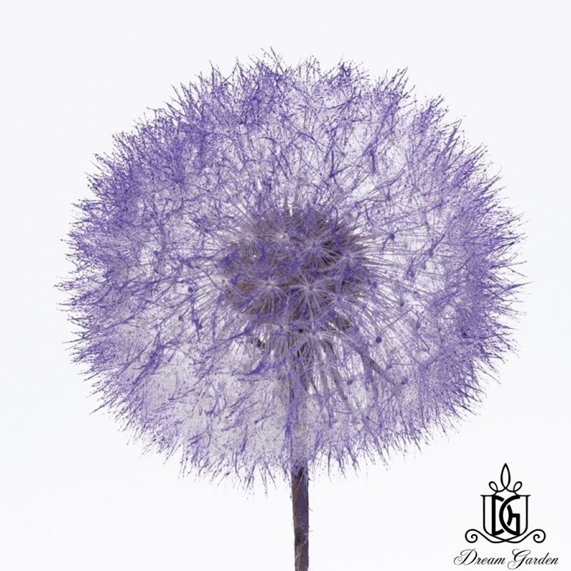 🇸🇬[SG Stock]Dream Garden Preserved Flowers Dried Flowers Preserved Dandelion Singapore Local Home Decoration/DIY/Wedding