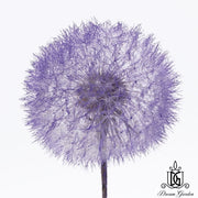 Preserved Dandelion 2 | DreamGarden SG