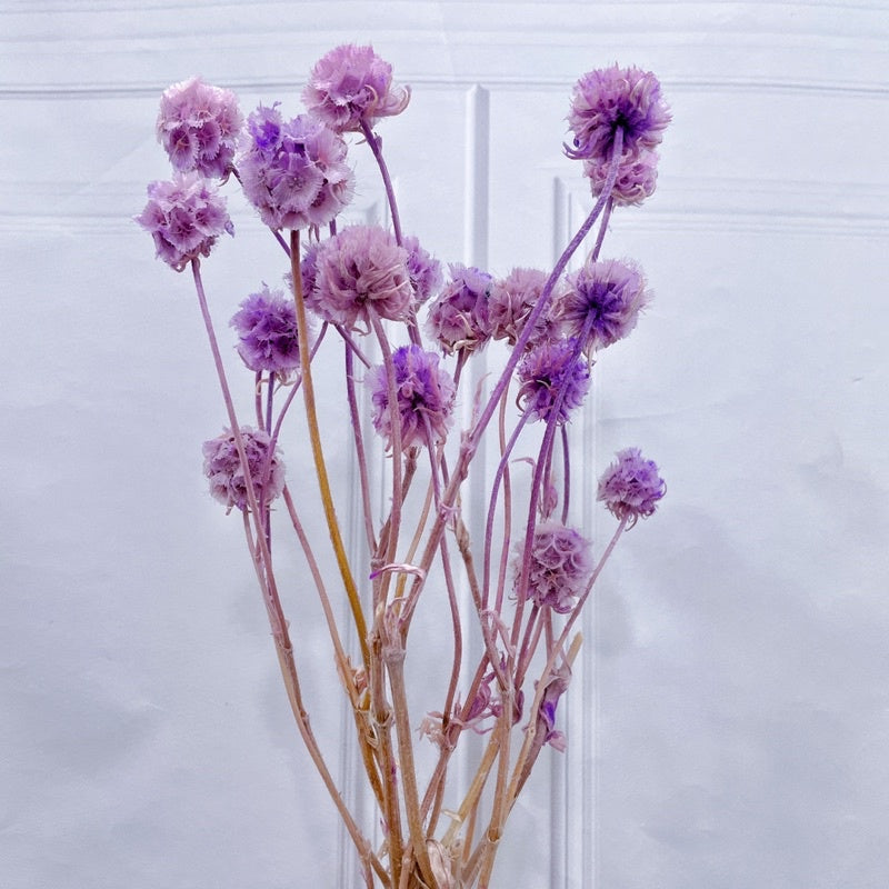 🇸🇬[SG Stock]Preserved Flowers Dried Flowers Dried Scabiosa Pods Flowers Suitable for House Decoration/Florist/Wedding