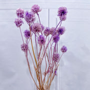 Dried Scabiosa Pods Flowers | DreamGarden SG