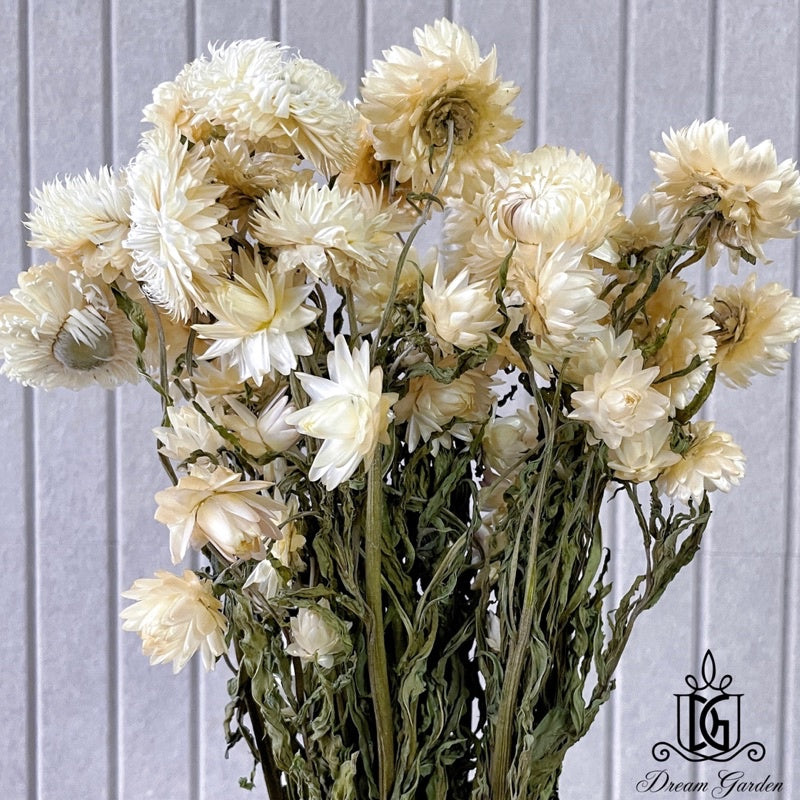 🇸🇬[SG Stock]Singapore Local Wholesaler Dream Garden Preserved Flowers Dried Flower Dried Strawflower Dried Daisy