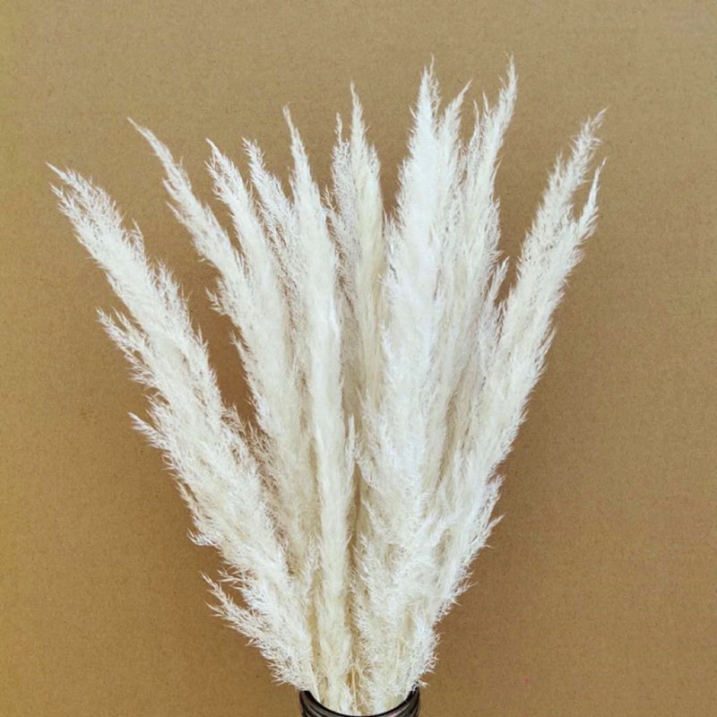 🇸🇬[SG Stock]Preserved Flowers Dried Flowers Preserved Mini Pampas Singapore Local Wholesaler Home Decoration/DIY/Wedding