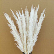 Preserved Mini Pampas | DreamGarden SG