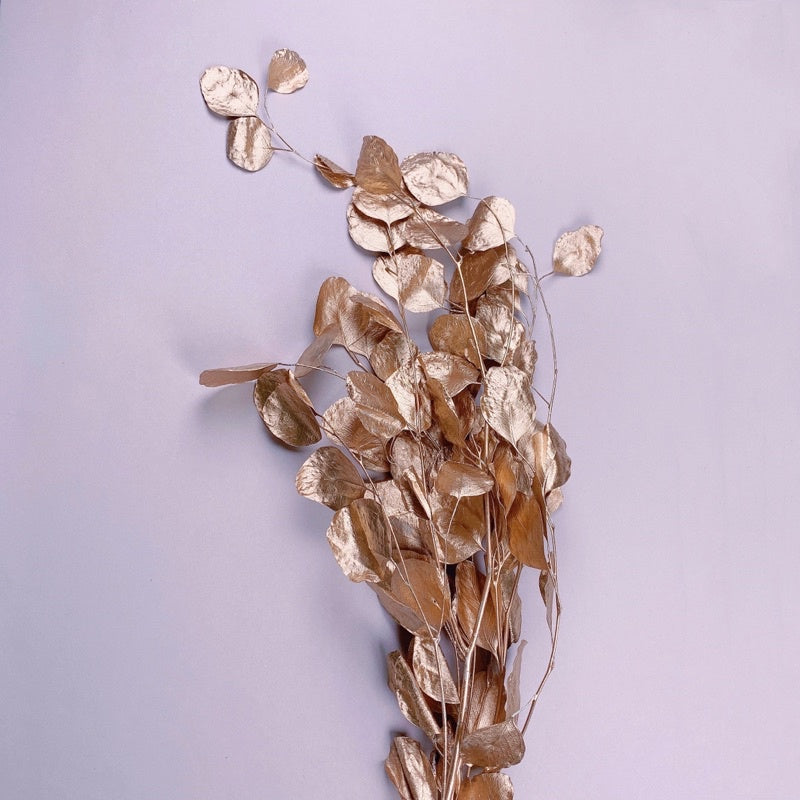 🇸🇬[SG Stock]Preserved Flowers Dried Flowers Preserved Eucalyptus Populus Singapore Local Home Decoration/DIY/Wedding