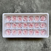 Preserved Flowers Pearl/Satin Preserved Roses Grade A | DreamGarden SG