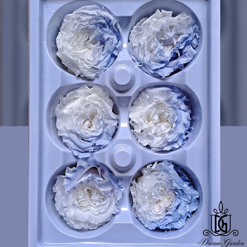 🇸🇬[SG Stock][Dream Garden]SG Stock New Arrival Preserved Flower Preserved Rose Preserved Peony Rose