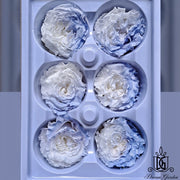 New Arrival Preserved Flower Preserved Rose Preserved | DreamGarden SG
