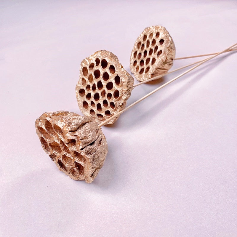 🇸🇬[SG Stock]Preserved Flowers Dried Flowers Gold Dried Lotus Pod Singapore Local Wholesaler Home Decoration/DIY/Wedding