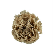 Carnation