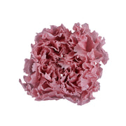 Carnation