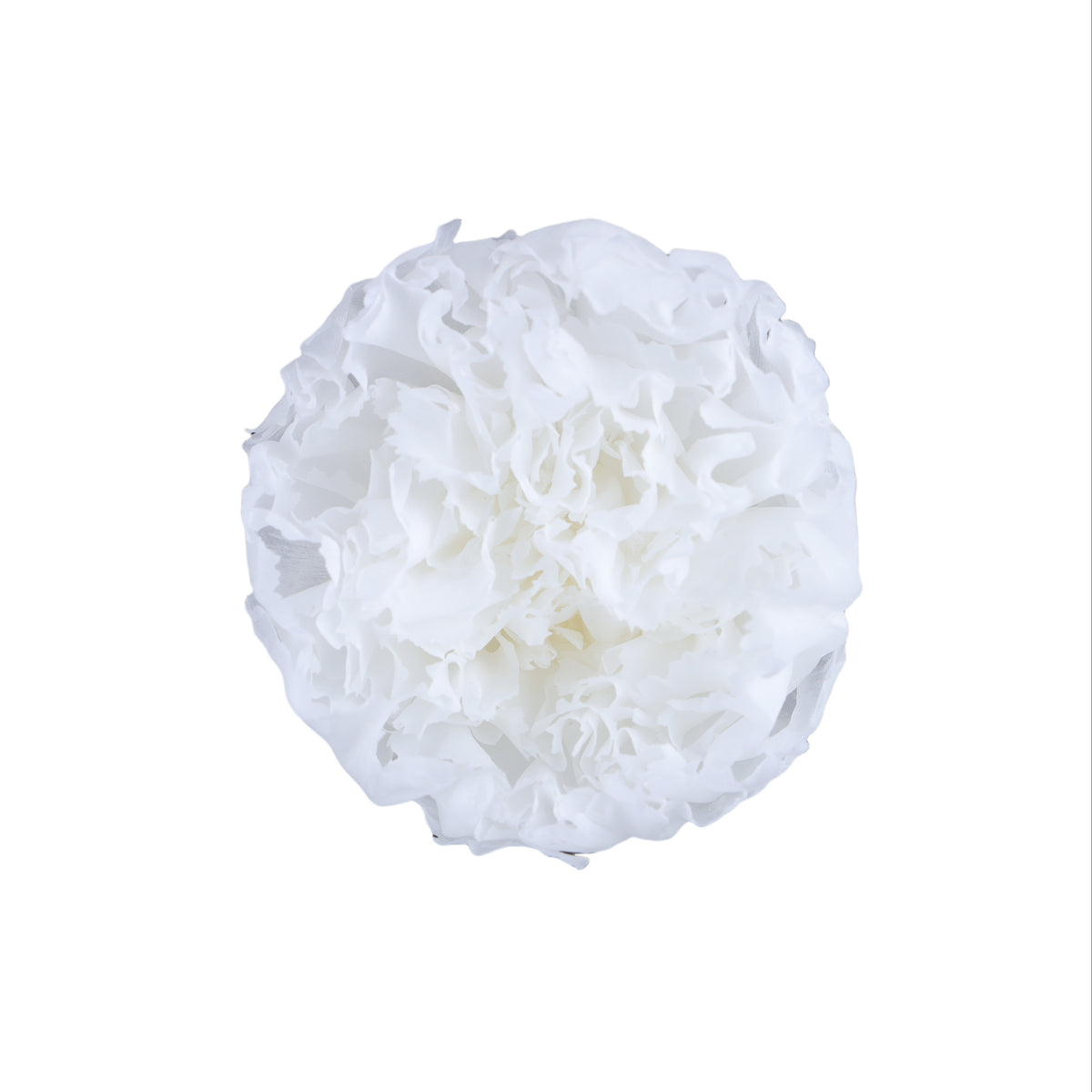 Carnation
