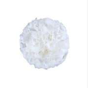 Carnation