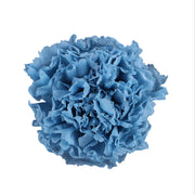 Carnation