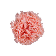 Carnation
