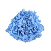 Carnation