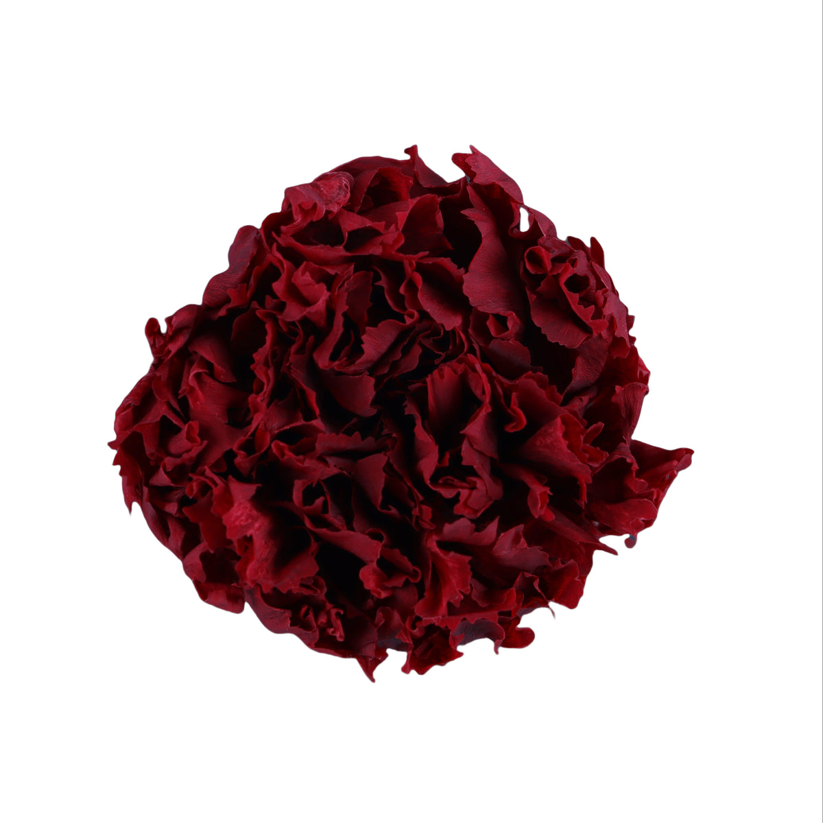 Carnation