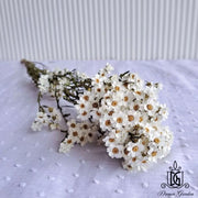 Italy Dried Ixodia Dried White Daisy Suitable For Decoration/Wedding/DIY/Dome