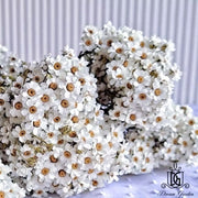 Italy Dried Ixodia Dried White Daisy Suitable For Decoration/Wedding/DIY/Dome