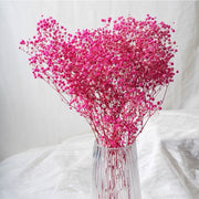 Preserved Flowers Dried Flowers Preserved Babybreath Home Decoration/DIY/Wedding