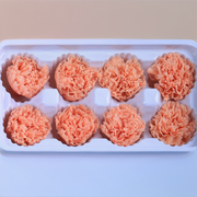 Carnation