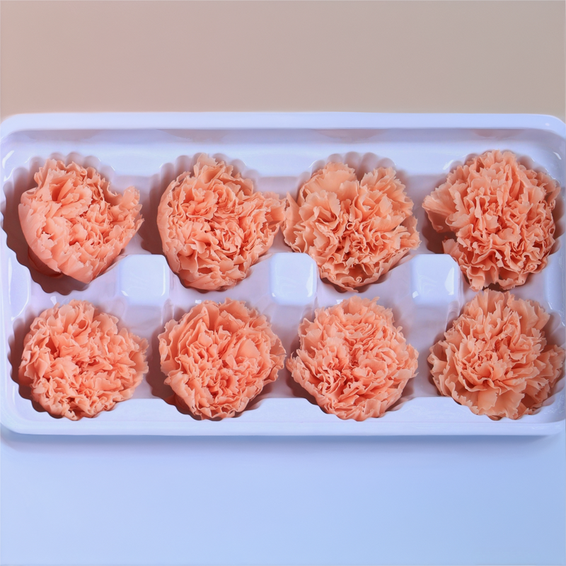 Carnation