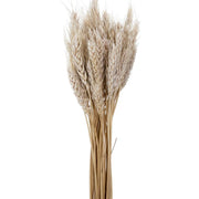 Wheat