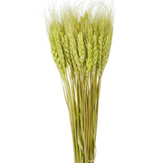 Wheat