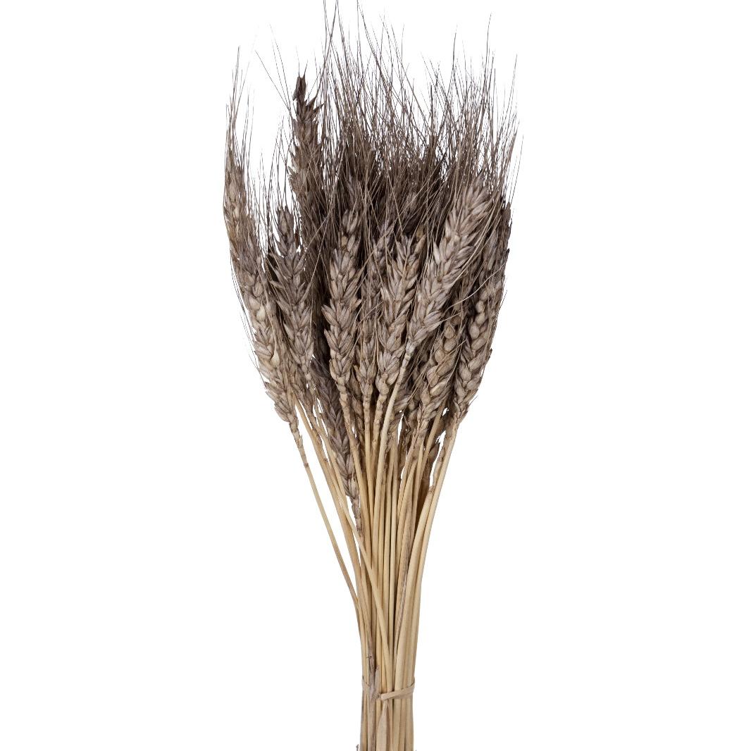 Wheat