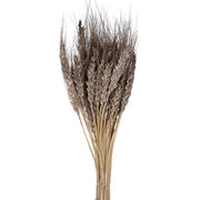 Wheat