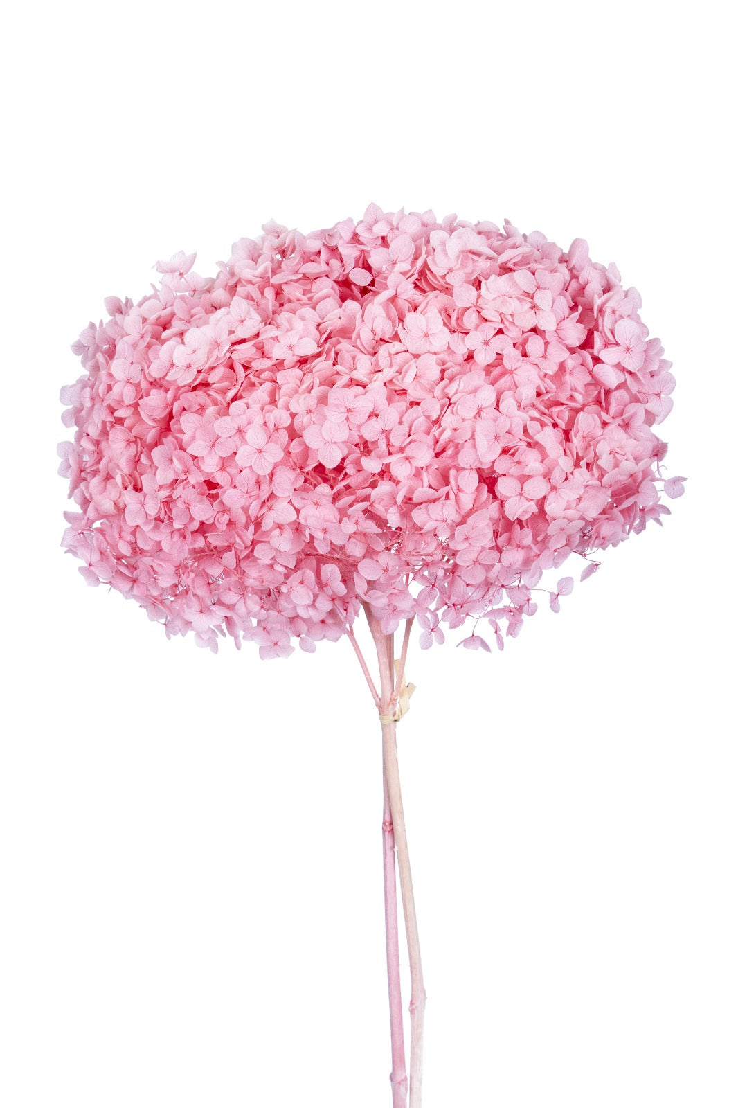 Single hydrangea