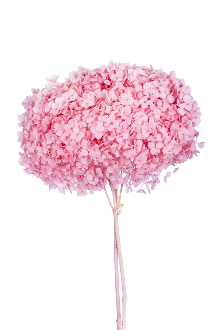 Single hydrangea