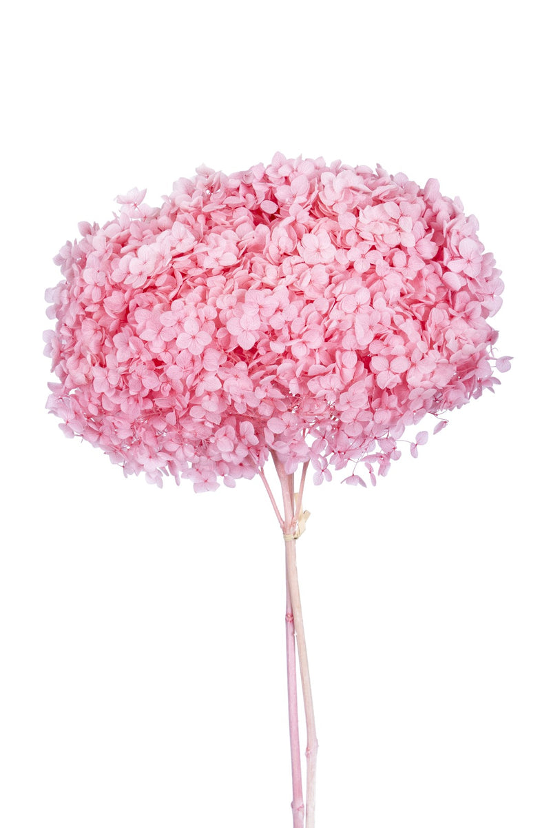 Single hydrangea