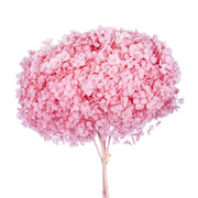 Single hydrangea Japan