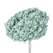 Single hydrangea Japan