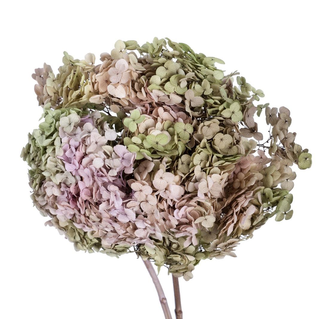 Single hydrangea Japan