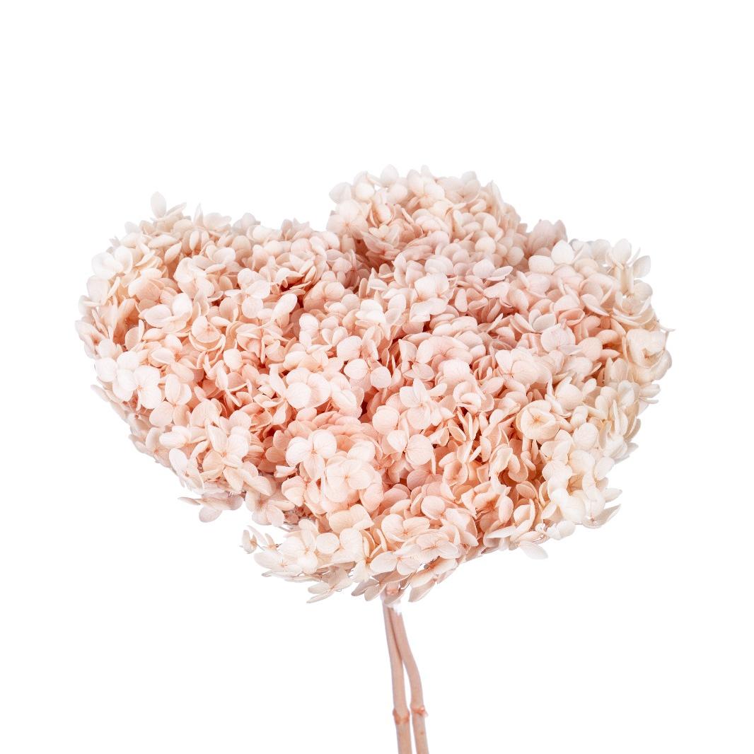 Single hydrangea Japan