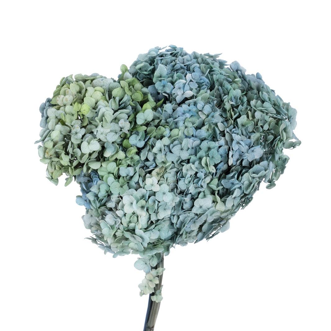 Single hydrangea Japan