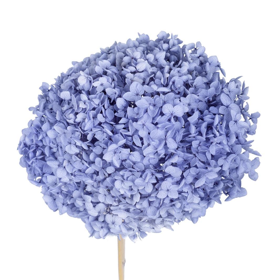 Single hydrangea Japan
