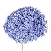 Single hydrangea Japan
