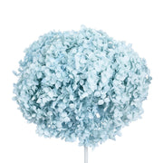 Single hydrangea Japan