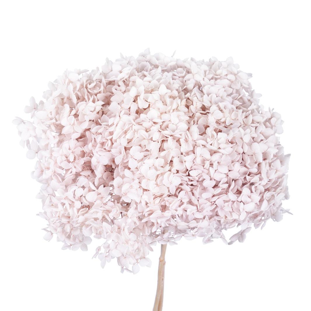Single hydrangea Japan