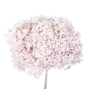 Single hydrangea Japan