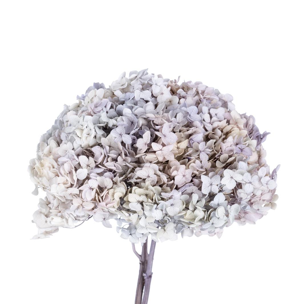 Single hydrangea Japan