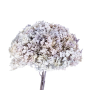 Single hydrangea Japan