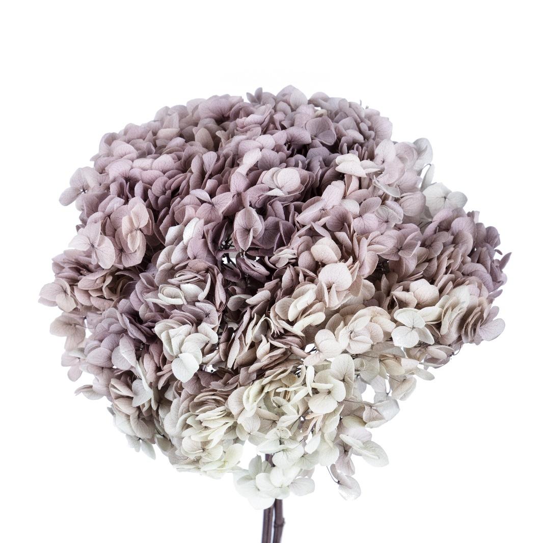 Single hydrangea Japan