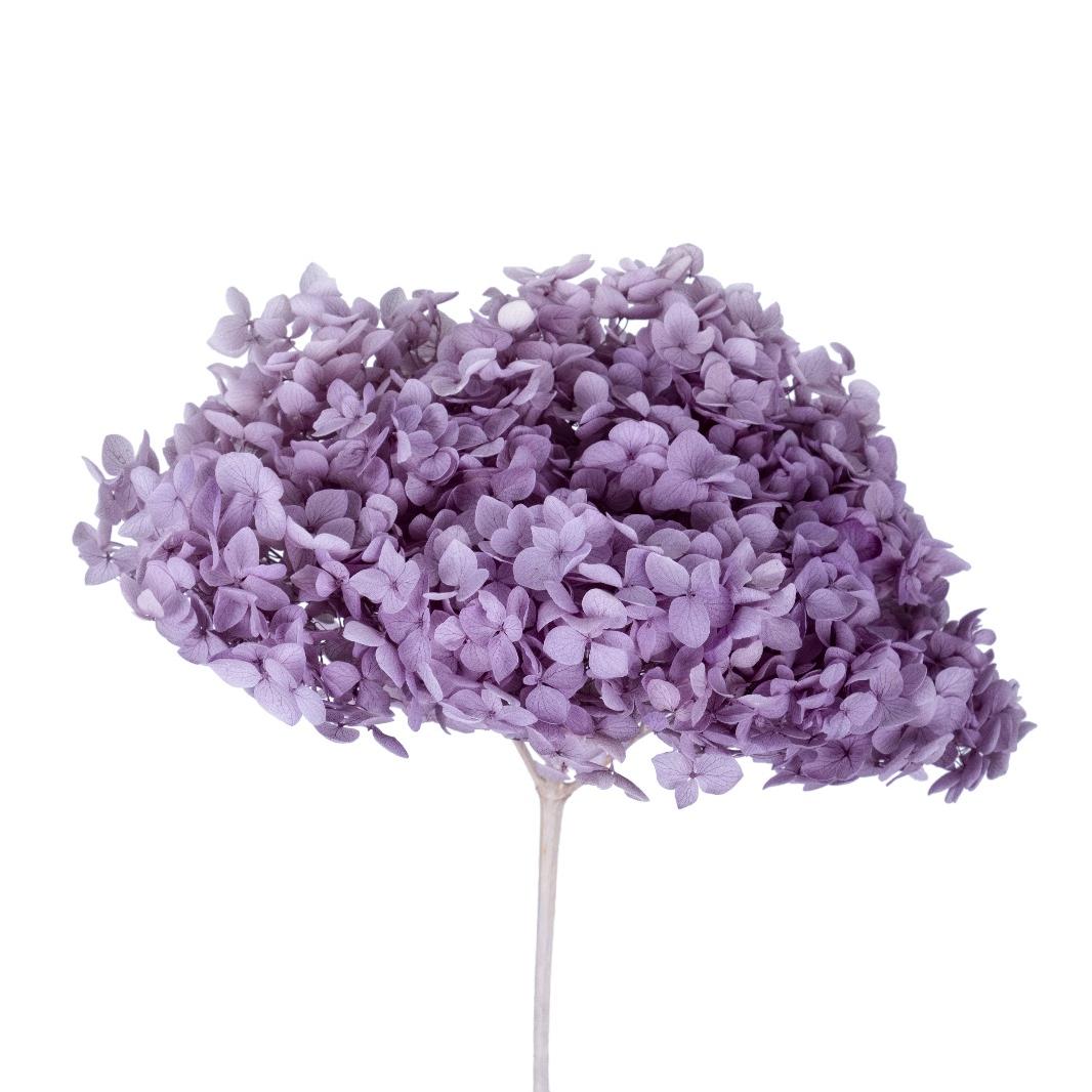 Single hydrangea Japan